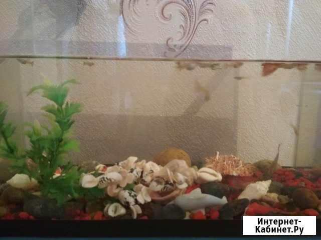 Аквариум с рыбками Омск - изображение 1
