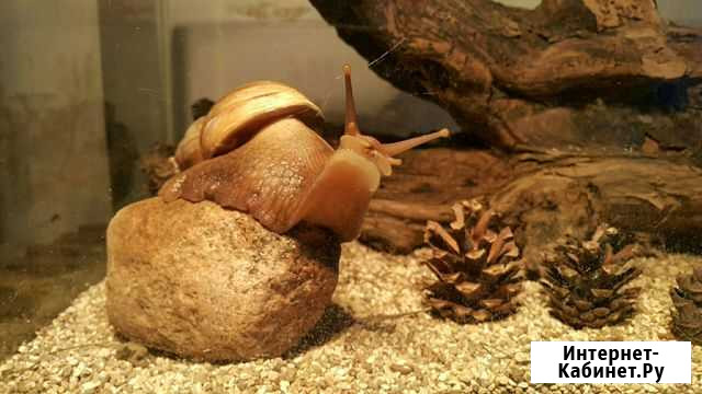 Мелкие животные, грызуны, улитки, попугаи, рыбки Звенигород - изображение 1