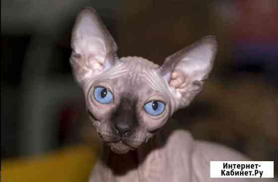 Канадский сфинкс Краснодар