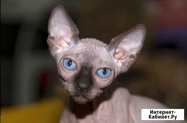 Канадский сфинкс Краснодар - изображение 1