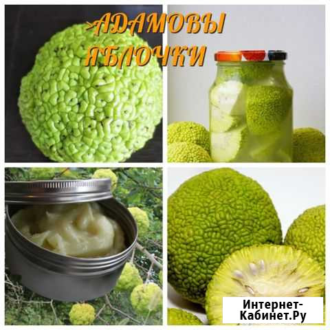 Маклюра Ставрополь - изображение 1