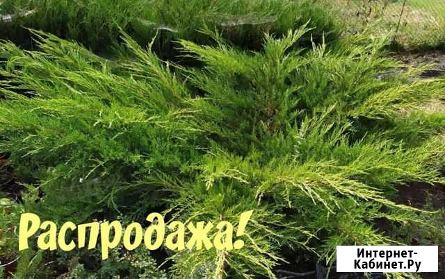 Можжевельник Беслан - изображение 1