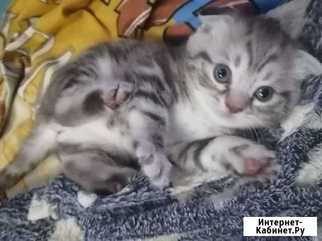 Шотландские котята Чебоксары - изображение 1