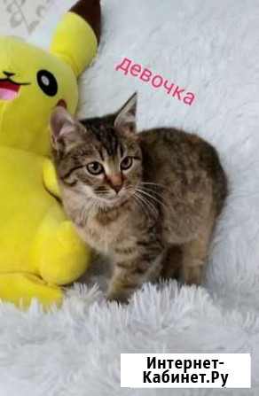 Котенок девочка Кимры - изображение 1