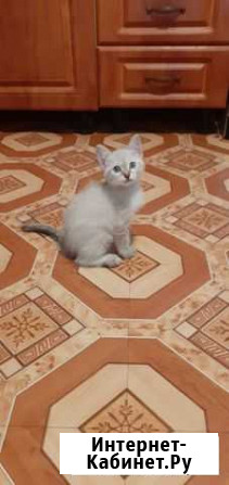 Котята Иркутск - изображение 1