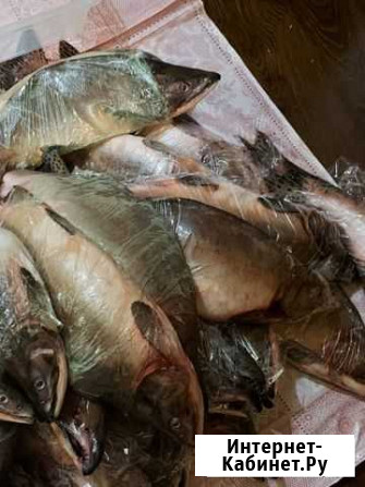 Рыба горбуша Мурманск - изображение 1