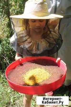 Пыльца пчелиная от пчеловодов Краснодар