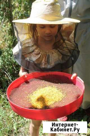 Пыльца пчелиная от пчеловодов Краснодар - изображение 1