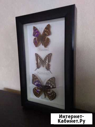 Панно бабочки Чита - изображение 1