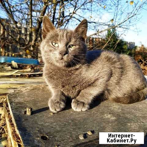 Котята в добрые руки Курганинск - изображение 1