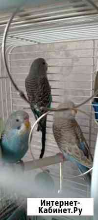 Птенцы волнистый попугай Москва