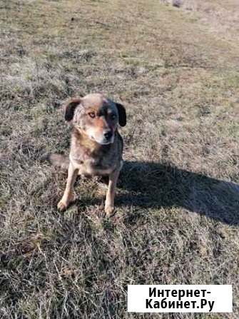 Собака ищет дом Курск - изображение 1