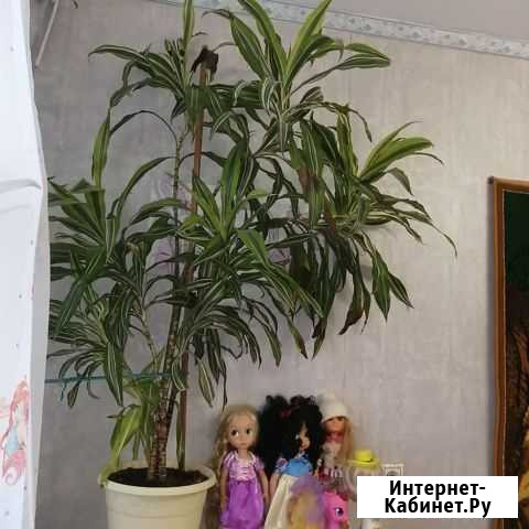 Драцена деремская Романовка - изображение 1