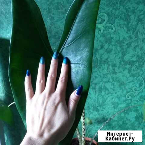 Алоказия зебрина Батайск - изображение 1