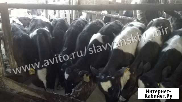 Телята бычки Рамонь - изображение 1