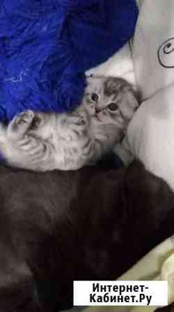 Шотландская вислоухая Воронеж