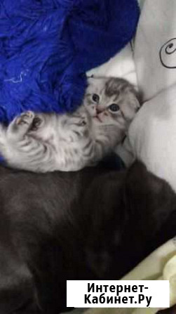 Шотландская вислоухая Воронеж - изображение 1