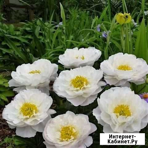 Пион miss Америка Ульяновск - изображение 1