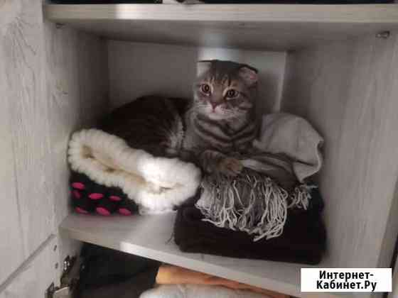 Шотландский кот Таганрог