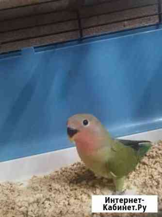 Птенец неразлучника Москва