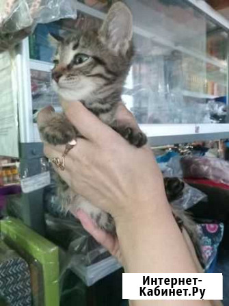 Котята Обнинск - изображение 1