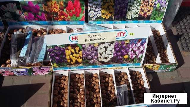 Крокусы Северный - изображение 1