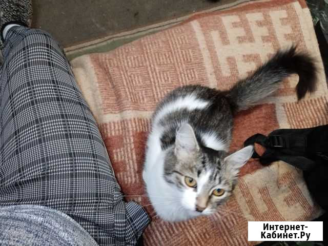 Котики бесплатно в добрые руки Заволжье - изображение 1