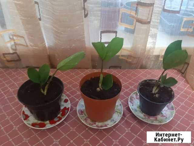 Замиокулькас Симферополь - изображение 1