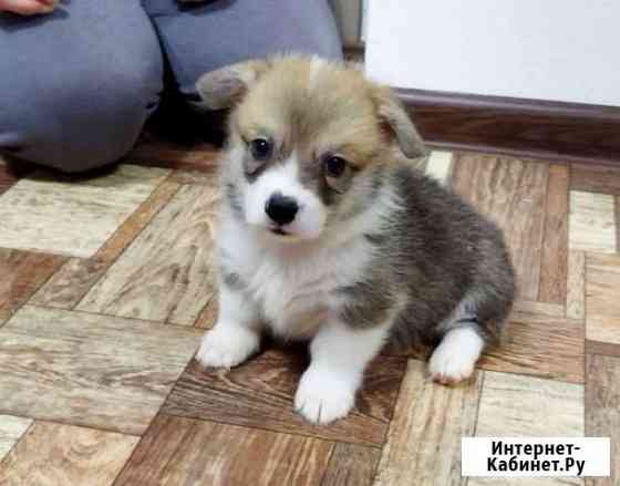 Коржики мальчишки Казань