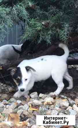 Щенки Краснодар