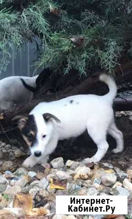 Щенки Краснодар - изображение 1