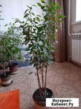 Фикус Бенджамина Пенза