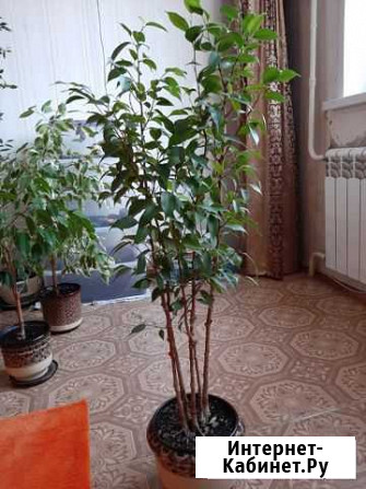 Фикус Бенджамина Пенза - изображение 1