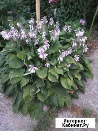 Хоста Нижний Новгород