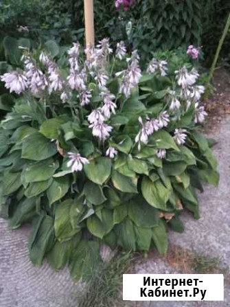 Хоста Нижний Новгород - изображение 1