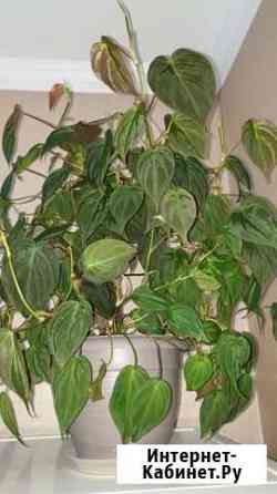 Филодендрон Липецк