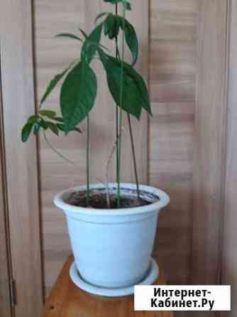 Комнатные цветы. Авокадо Омск