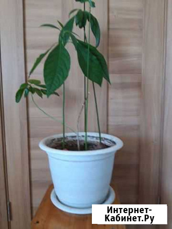 Комнатные цветы. Авокадо Омск - изображение 1