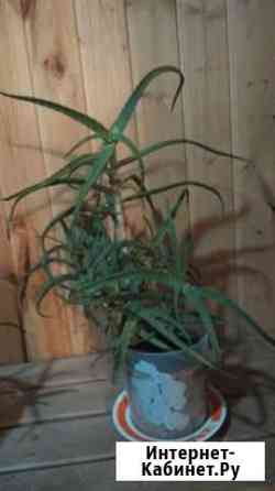 Алое Нижний Новгород