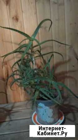 Алое Нижний Новгород - изображение 1