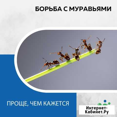 Обработка от муравьёв Нефтекамск - изображение 1