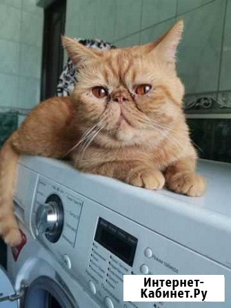 Котик породы экзотическая для вашей кошечки Алексеевка - изображение 1