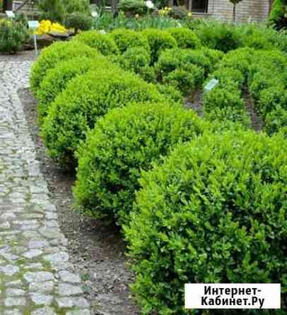 Буксус Краснодар