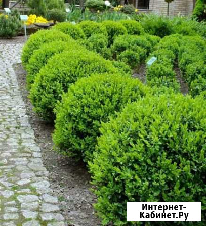 Буксус Краснодар - изображение 1