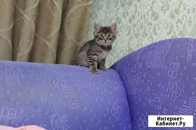 Котята ) Самые ласковые, красивые, игривые) Набережные Челны - изображение 1