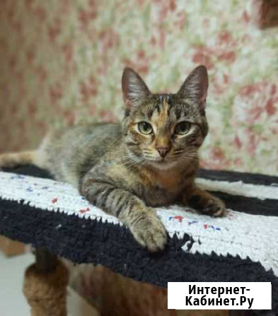 Кошка Йошкар-Ола - изображение 1