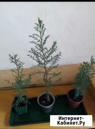 Кипарис Грязи - изображение 1
