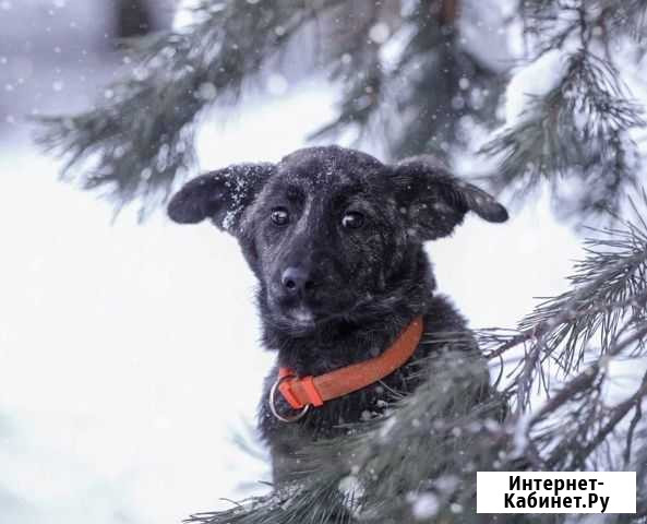 Щенок Берта в добрые руки Одинцово - изображение 1