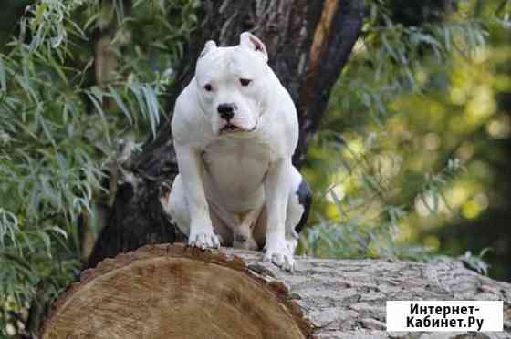 Американский булли (вязка) Краснодар