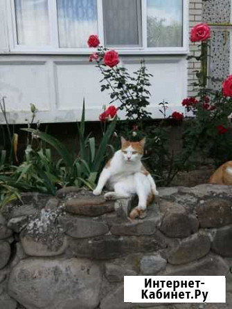 Кошки и коты в добрые руки Горячий Ключ - изображение 1